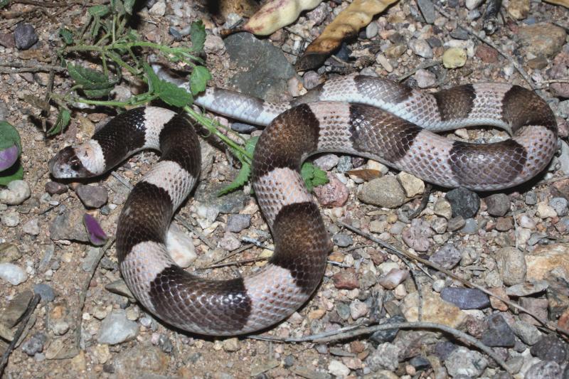 Saddled Leaf-nosed Snake (Phyllorhynchus browni)