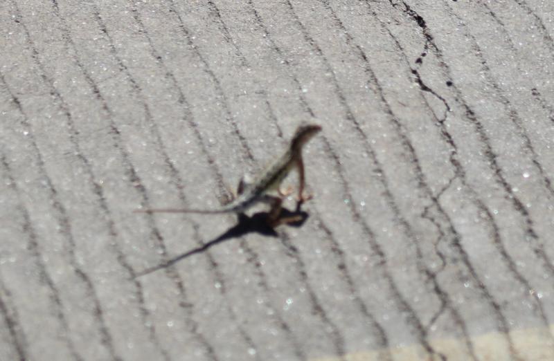 Sonoran Earless Lizard (Holbrookia elegans thermophila)