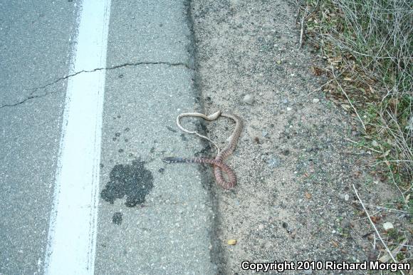 Red Racer (Coluber flagellum piceus)