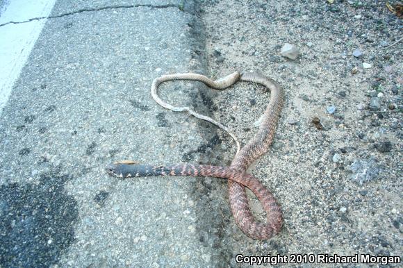 Red Racer (Coluber flagellum piceus)