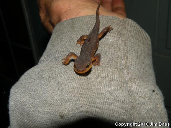 Coast Range Newt (Taricha torosa torosa)