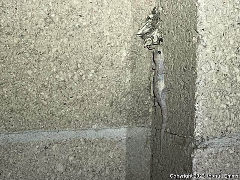 Turkish House Gecko (Hemidactylus turcicus turcicus)