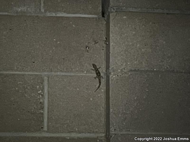 Turkish House Gecko (Hemidactylus turcicus turcicus)