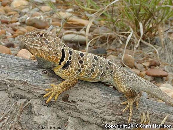 Reticulate Collared Lizard (Crotaphytus reticulatus)