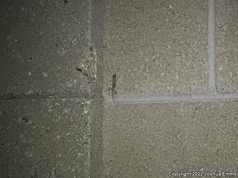 Turkish House Gecko (Hemidactylus turcicus turcicus)