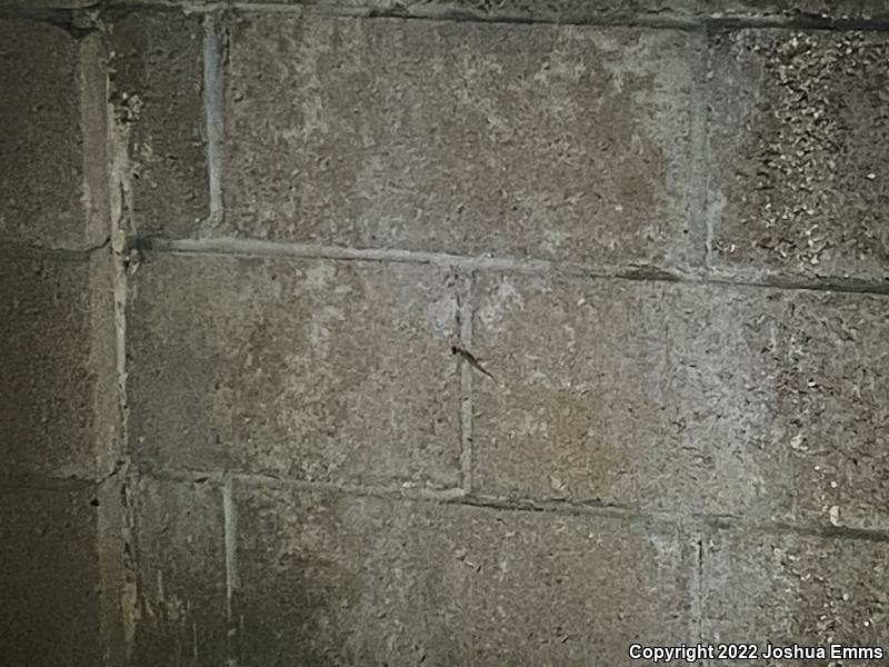 Turkish House Gecko (Hemidactylus turcicus turcicus)