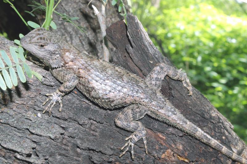 Sonoran Spiny Lizard (Sceloporus clarkii clarkii)