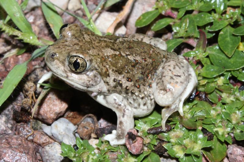 Chihuahuan Desert Spadefoot (Spea multiplicata stagnalis)