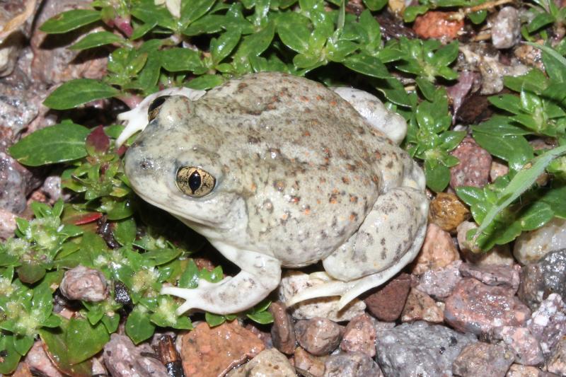 Chihuahuan Desert Spadefoot (Spea multiplicata stagnalis)