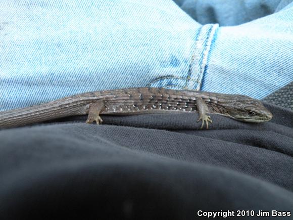 California Alligator Lizard (Elgaria multicarinata multicarinata)