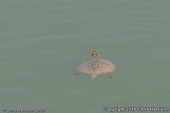 Rio Grande Cooter (Pseudemys gorzugi)