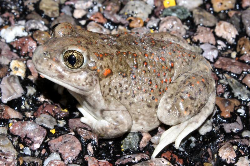 Chihuahuan Desert Spadefoot (Spea multiplicata stagnalis)