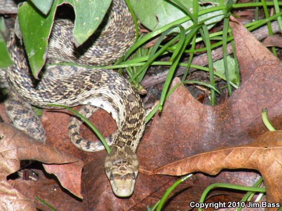 Pacific Gopher Snake (Pituophis catenifer catenifer)