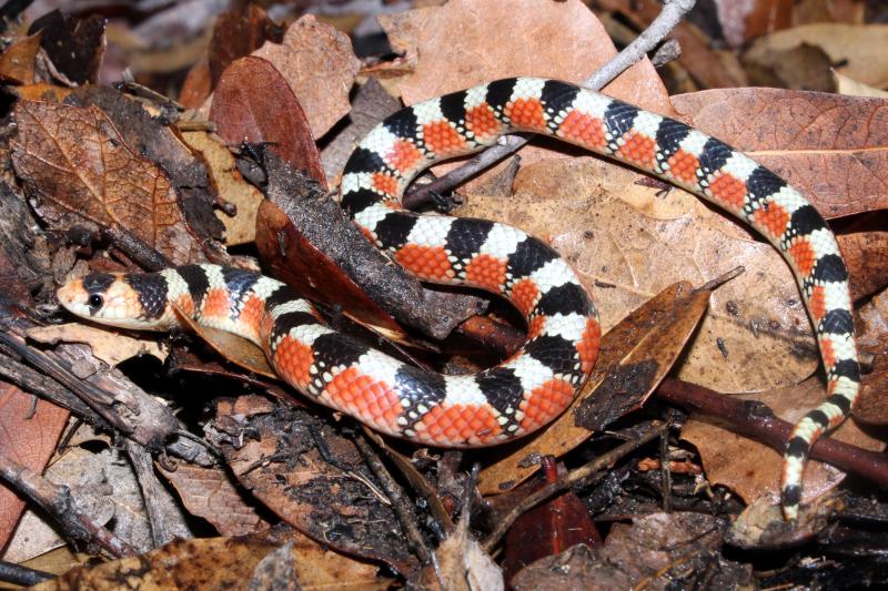 Thornscrub Hook-nosed Snake (Gyalopion quadrangulare)