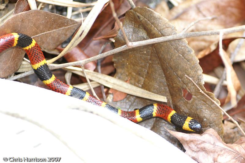 Variable Coralsnake (Micrurus diastema)