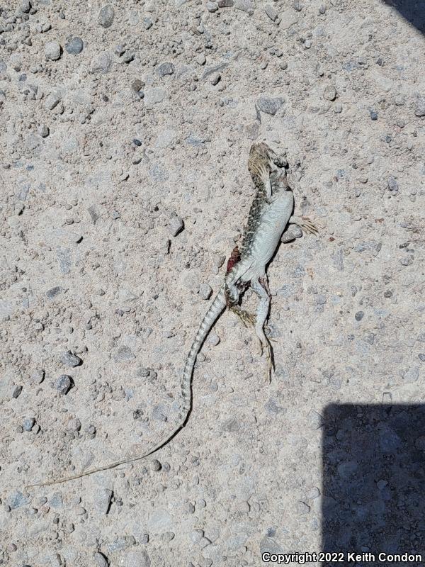 Longnose Leopard Lizard (Gambelia wislizenii)