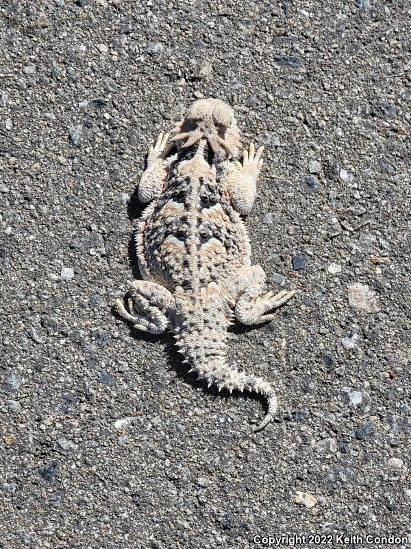 Desert Horned Lizard (Phrynosoma platyrhinos)