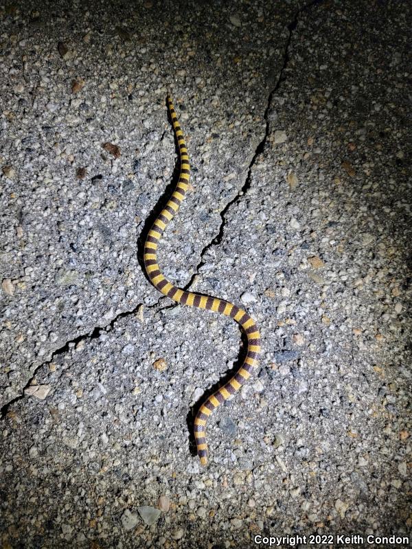 Mojave Shovel-nosed Snake (Chionactis occipitalis occipitalis)