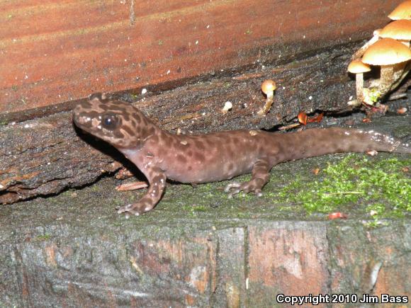 California Giant Salamander (Dicamptodon ensatus)