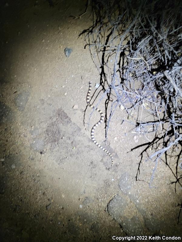 Mojave Shovel-nosed Snake (Chionactis occipitalis occipitalis)