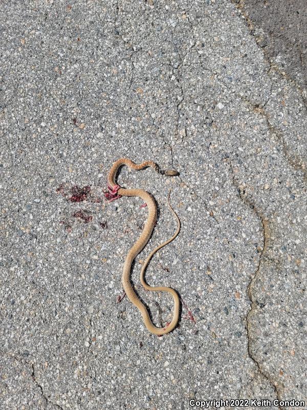 Red Racer (Coluber flagellum piceus)