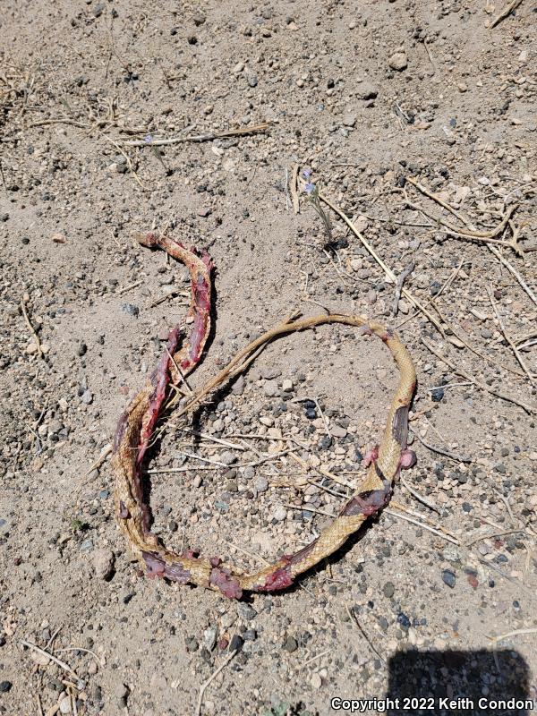 Red Racer (Coluber flagellum piceus)