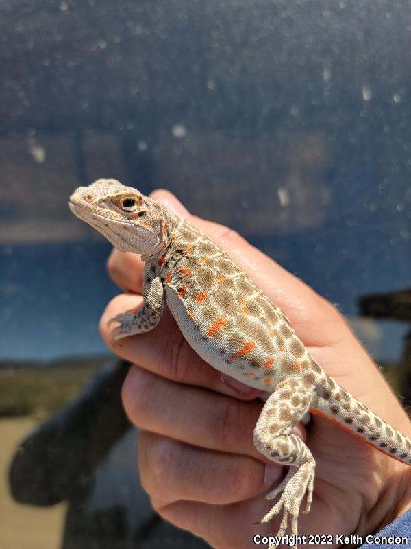 Longnose Leopard Lizard (Gambelia wislizenii)