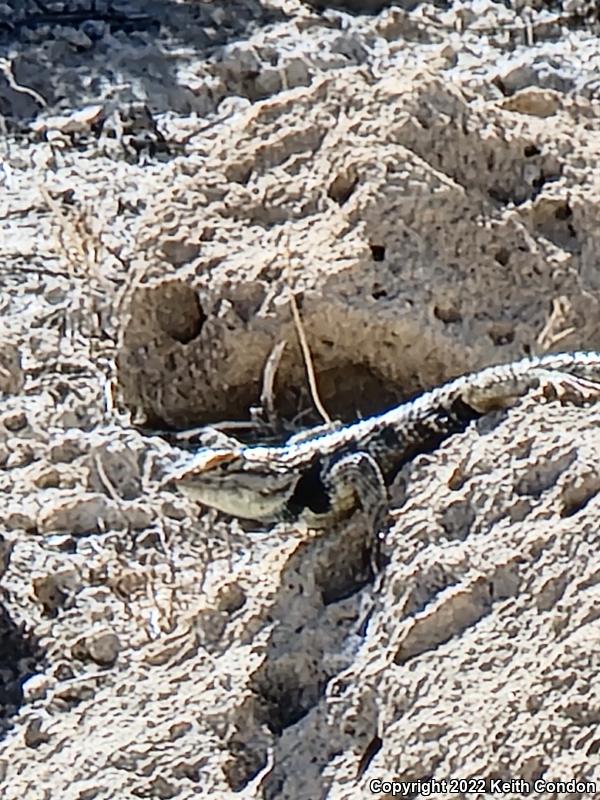 Yellow-backed Spiny Lizard (Sceloporus uniformis)