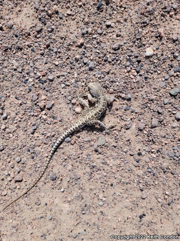 Longnose Leopard Lizard (Gambelia wislizenii)