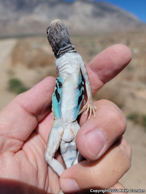 Western Zebra-tailed Lizard (Callisaurus draconoides rhodostictus)