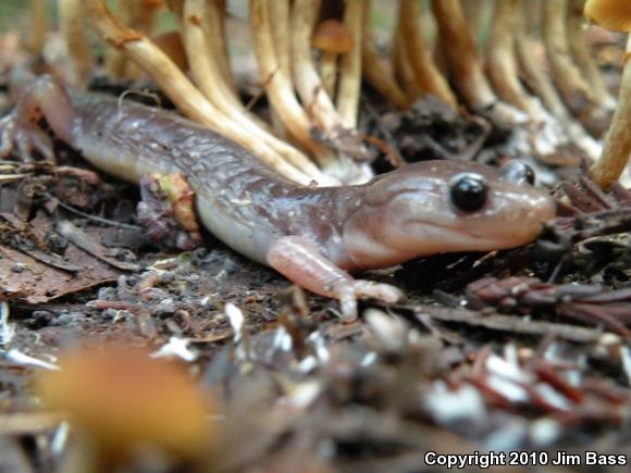 Arboreal Salamander (Aneides lugubris)