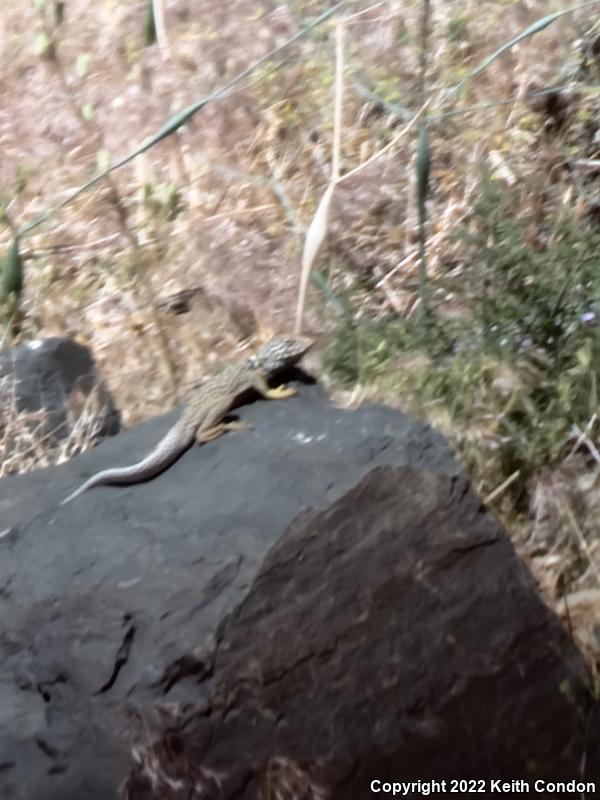 Great Basin Collared Lizard (Crotaphytus bicinctores)