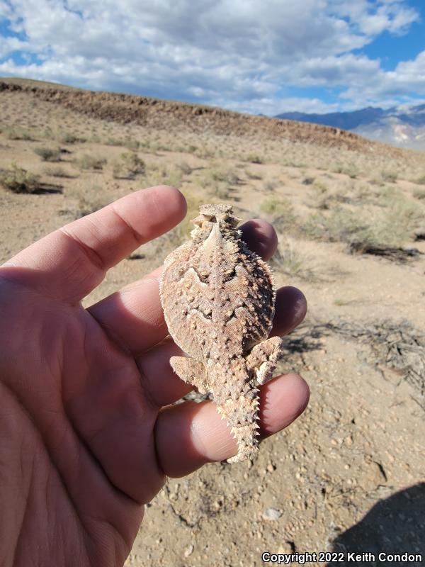 Desert Horned Lizard (Phrynosoma platyrhinos)