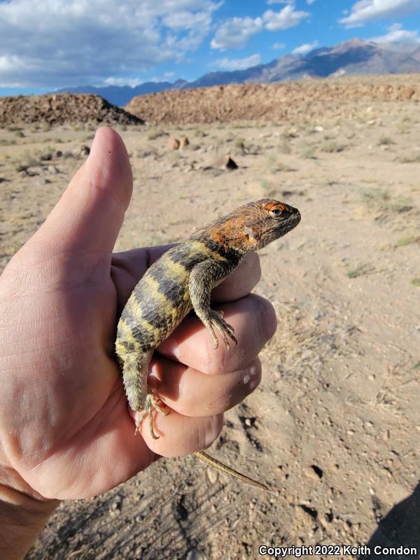 Yellow-backed Spiny Lizard (Sceloporus uniformis)