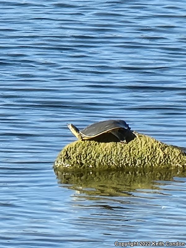 Spiny Softshell (Apalone spinifera)