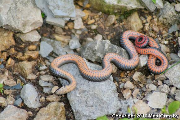 Prairie Ring-necked Snake (Diadophis punctatus arnyi)