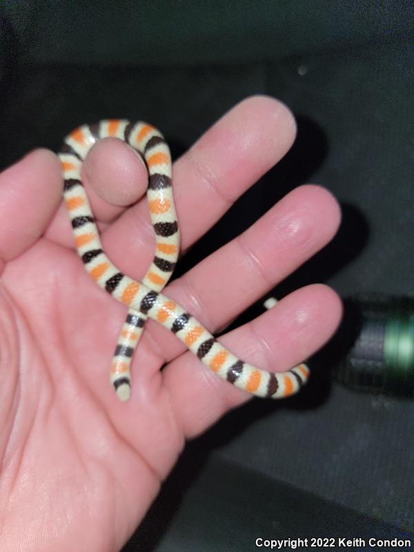 Colorado Desert Shovel-nosed Snake (Chionactis occipitalis annulata)