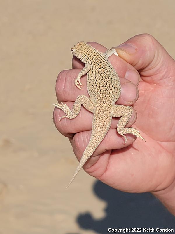 Colorado Desert Fringe-toed Lizard (Uma notata)