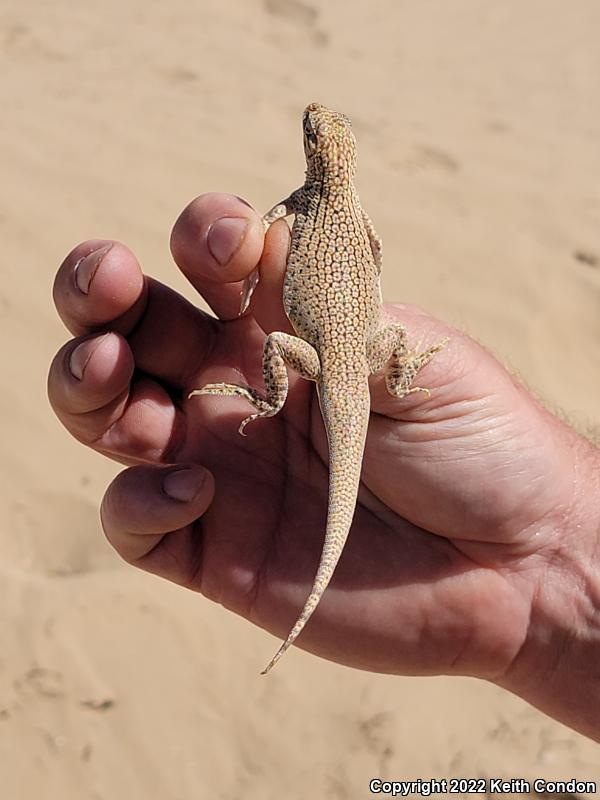 Colorado Desert Fringe-toed Lizard (Uma notata)