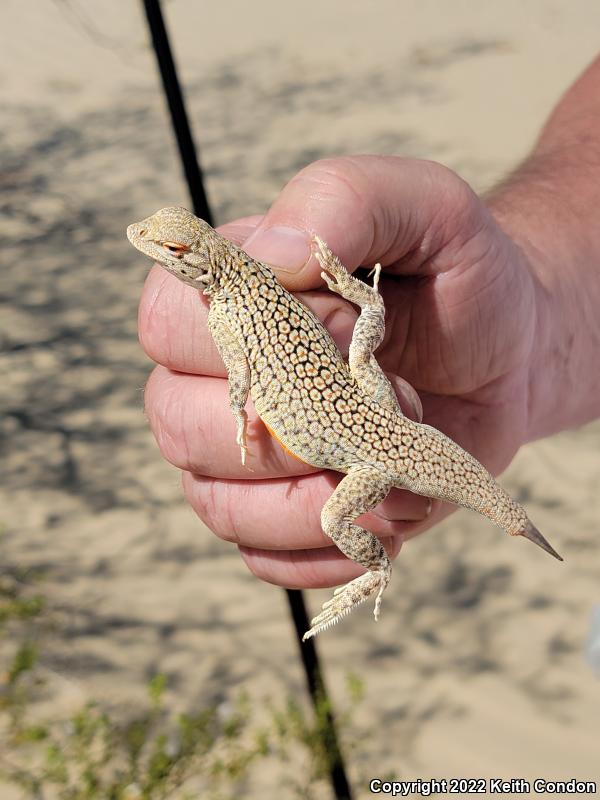 Colorado Desert Fringe-toed Lizard (Uma notata)