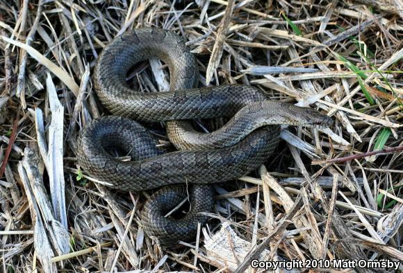 Prairie Kingsnake (Lampropeltis calligaster calligaster)