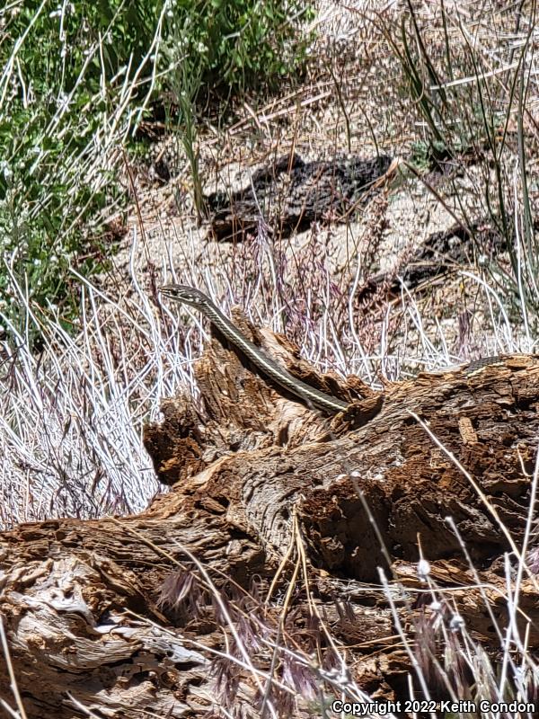 California Striped Racer (Coluber lateralis lateralis)