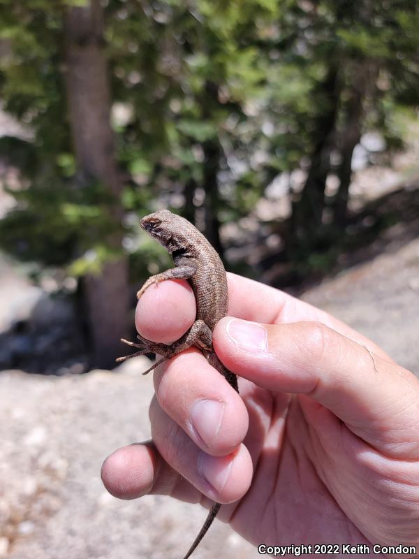 Southern Sagebrush Lizard (Sceloporus graciosus vandenburgianus)