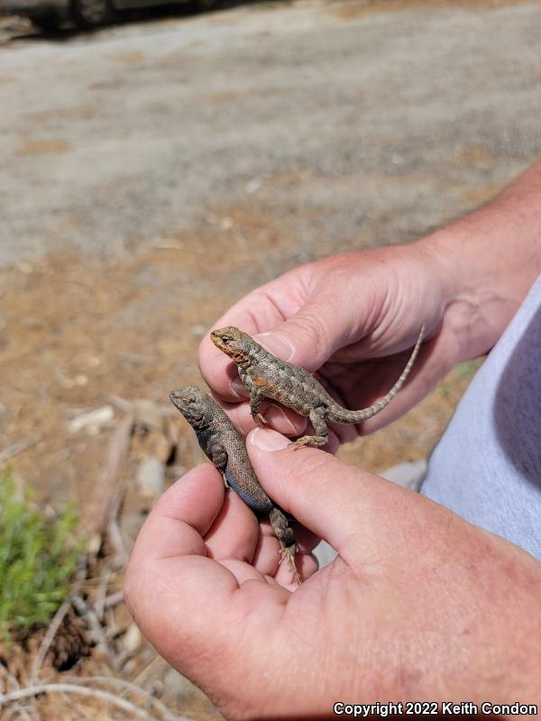 Southern Sagebrush Lizard (Sceloporus graciosus vandenburgianus)