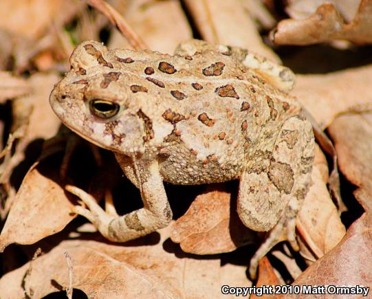 Fowler's Toad (Anaxyrus fowleri)