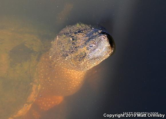 Eastern Snapping Turtle (Chelydra serpentina serpentina)