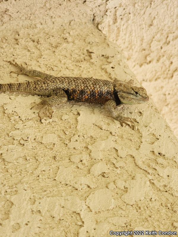 Yellow-backed Spiny Lizard (Sceloporus uniformis)