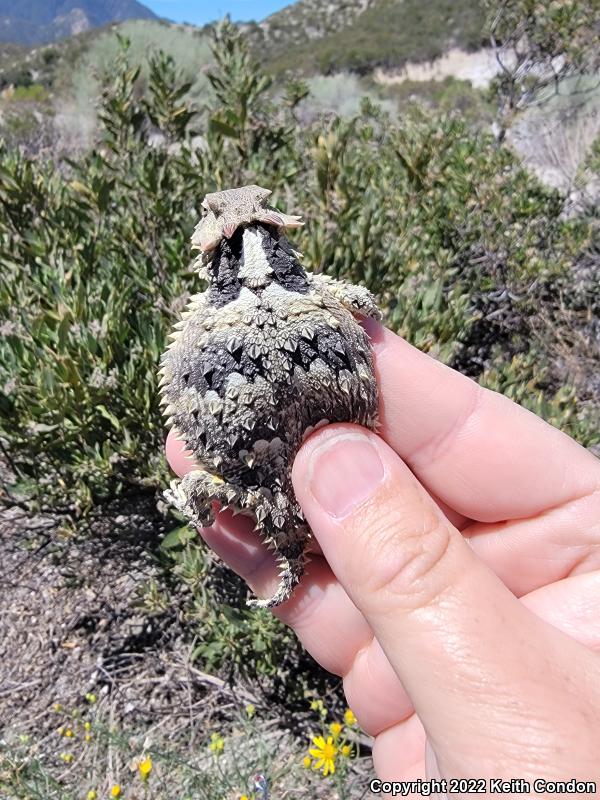 Blainville's Horned Lizard (Phrynosoma blainvillii)