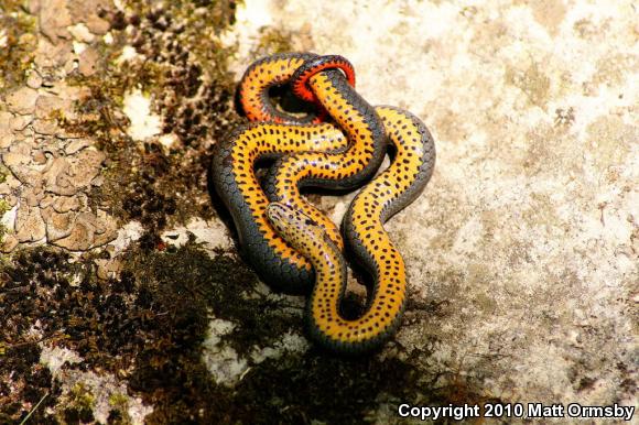 Prairie Ring-necked Snake (Diadophis punctatus arnyi)