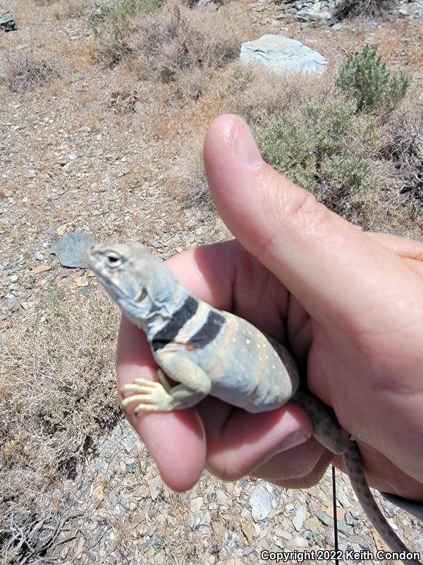 Great Basin Collared Lizard (Crotaphytus bicinctores)